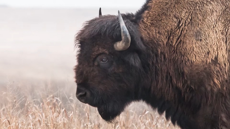 A close-up of a buffalo standing in dry grass, captured in soft natural light